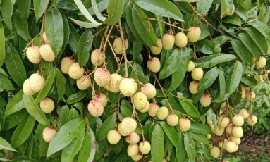 Nhịp sống đô thị